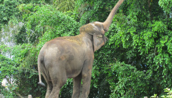 Elefante 001