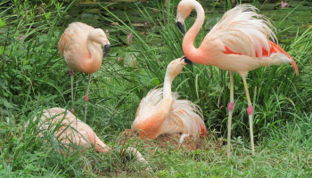 Flamingos 001