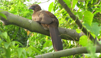 Pássaro - Penha - SC - Brasil