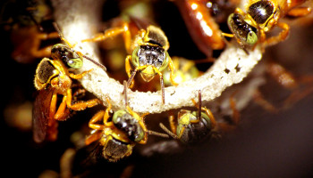 Colmeia de abelhas no relógio de água do condomínio